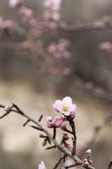 A pink blossom tree with stamen