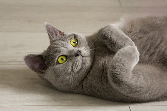 Portrait of a british shorthair cat with expressive green eyes, that's laying on the floor.