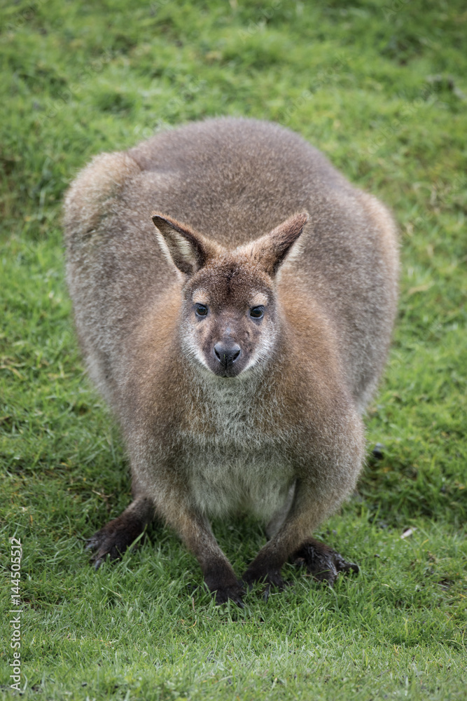 Aufkleber Bennetts wallaby crouched down and staring directly forward at the camera / viewer in an upright vertical format