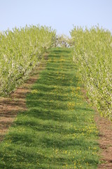 Obraz premium Apfelplantage in Franken im Frühling