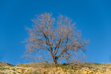 Branches of a tree against blue sky