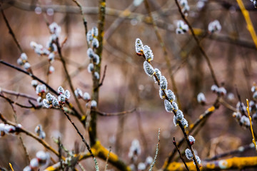 Branch of blossoming willow