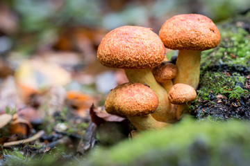 Gymnopile_Remarquable