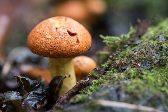 Gymnopile_Remarquable