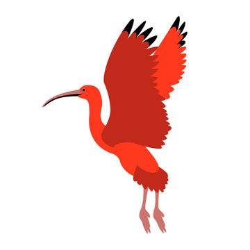 scarlet ibis vector illustration style Flat