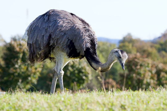Ostrich at the nature reserve eatitng green grass