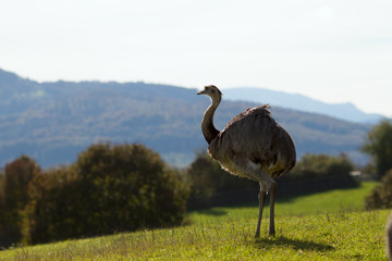 Ostrich at the nature reserve standing in front of beautiful landscape