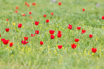 Schrenck's tulips (Tulipa) in the steppe, Republic of Kalmykia, Russia 