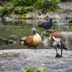 Fototapeta premium Beautiful portrait of South African Shelduck bird Tadorna Cana on water in Spring
