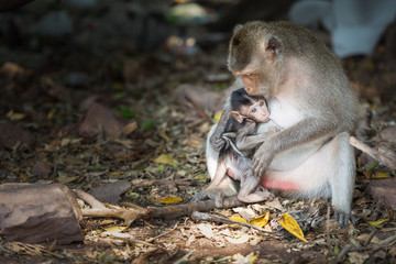 Baby monkey suckling from him mother.