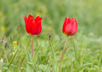 Obraz premium Schrenck's tulips (Tulipa) in the steppe, Republic of Kalmykia, Russia 