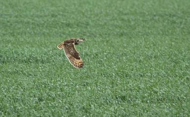 Short-eared owl (Asio flammeus) in flight adove the field, Kalmykia, Russia