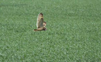 Short-eared owl (Asio flammeus) in flight adove the field, Kalmykia, Russia