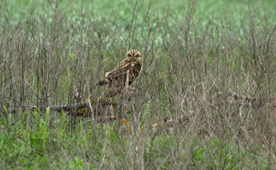 Short-eared owl (Asio flammeus) sits in the field, Kalmykia, Russia