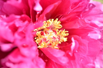 芍薬/peony