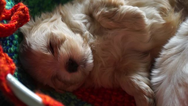 Little havanese puppy awakes for a few seconds and falls asleep again.