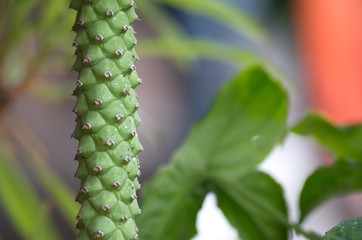 Flower and Gardening in nature
