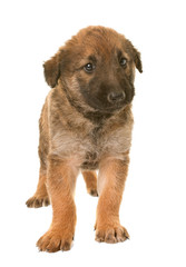 puppy belgian shepherd dog laekenois