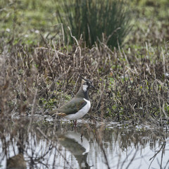 Portrait of beautiful Lapwing bird seen through reeds on side of lake in Spring