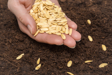 Gardener's hand seeding melon seeds in the ground. Early spring preparations for the garden season.