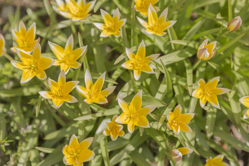 tulips in the garden