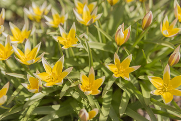 tulips in the garden