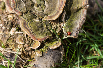 Ladybug early in the spring is heated in the sun