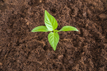 Paprika plant evolve in the ground. Early spring preparations for the garden season.