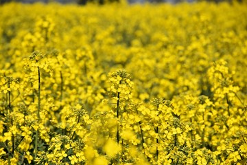Campo in fiore primaverile