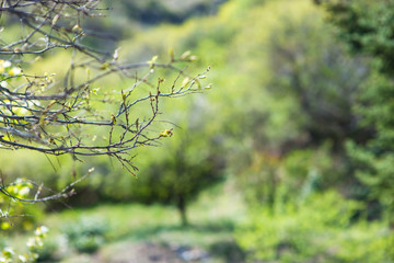 First leaves and flowers