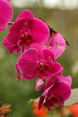 Orchidea with Butterfly, Tenerife, Canary Islands, Spain