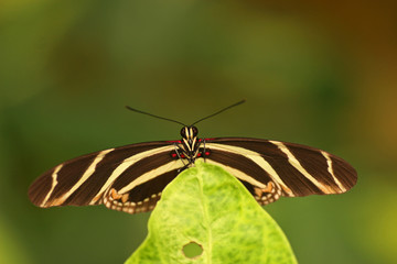 Zebra longwing, Tenerife, Canary Islands, Spain