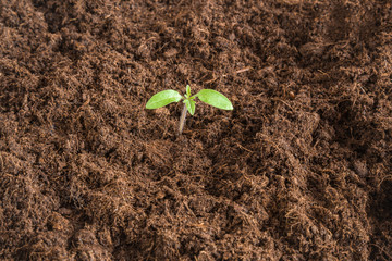 Tomato plant evolve in the ground. Early spring preparations for the garden season.