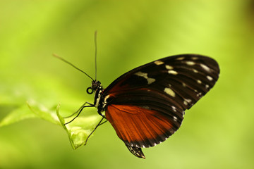 Butterfly, Tenerife, Canary Islands, Spain