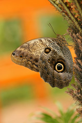 Forest giant owl, Tenerife, Canary Islands, Spain