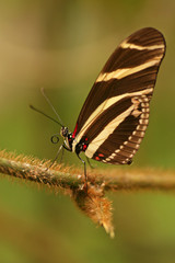 Zebra longwing, Tenerife, Canary Islands, Spain
