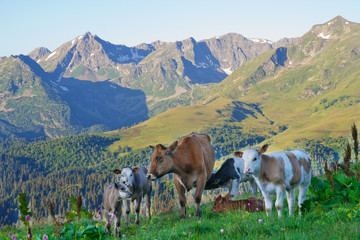 Fototapeta na wymiar Cow with her calves grazing in alpine meadows in the Caucasus