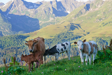 Fototapeta na wymiar Cow with her calves grazing in alpine meadows in the Caucasus
