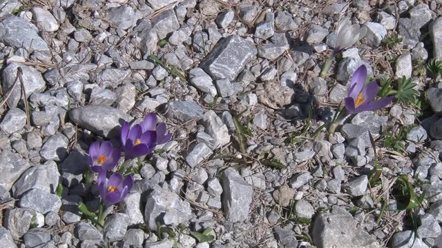 Leberbl&uuml;mchen, Leberblume, violett, Fr&uuml;hling, bl&uuml;hen, Blume, Osttirol, Lienzer Dolomiten, Hahnenfu&szlig;gew&auml;chs
