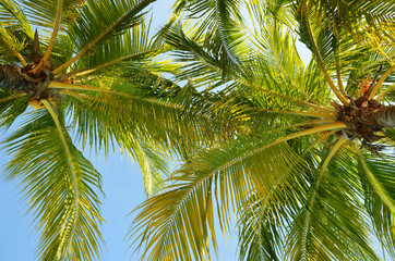 Obraz na płótnie Canvas closeup shot of coconut tree over blue sky background