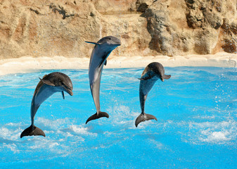 Fototapeta premium Dolphins show, Lorro, Tenerife, Canary Islands, Spain
