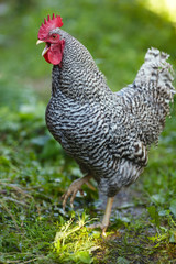 Screaming rooster motley on a background of green plants.