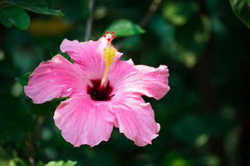 Flower and Gardening in nature.Garden flora in a beautiful park for relaxation.
