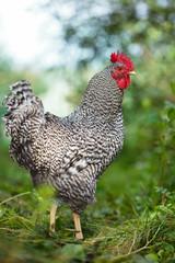 Motley rooster on a background of green plants.