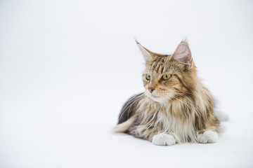 A maine coon cat sitting on floor and looking something