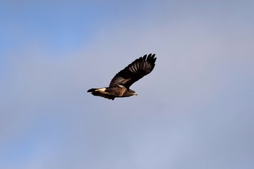 Ein Mäusebussard im Flug