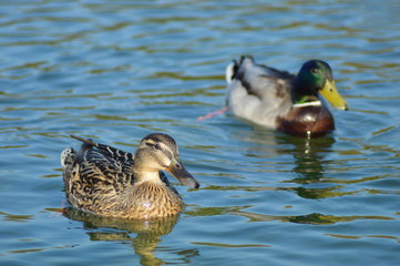 Canard