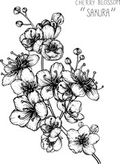 drawing flowers. cherry blossom clip-art or illustration.