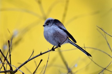 Eine Schwanzmeise auf einem dünnen Zweig vor gelbem Hintergrund