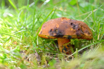 edible mushroom in the grass